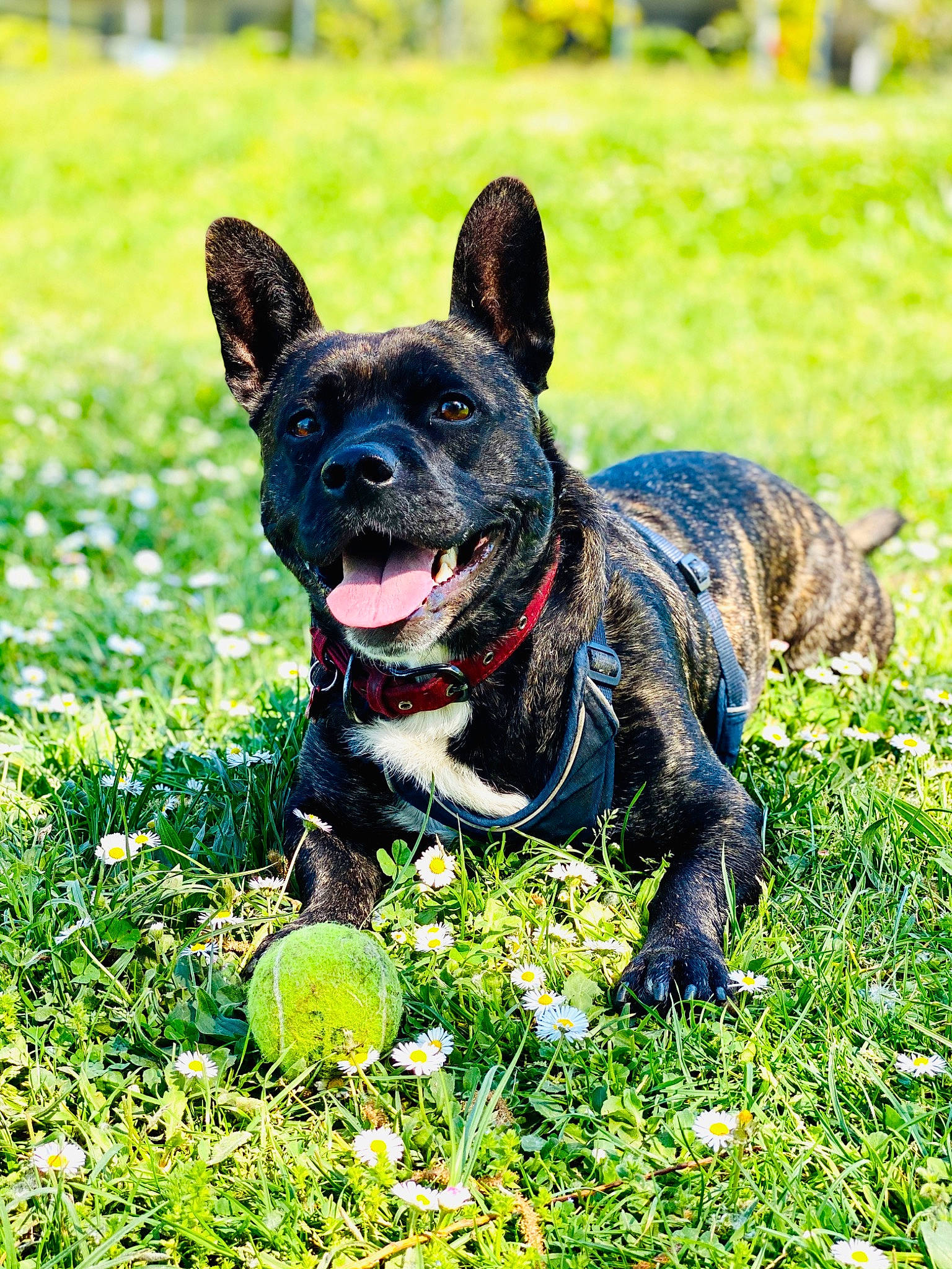 Nice a rejoint le concours — aidez-le/la à gagner de superbes lots ! ball, canidae, carnivore, dog, dog_breed, french_bulldog, grass, mammal, non_sporting_group, plant, puppy, rare_breed_dog, tennis_ball, vertebrate