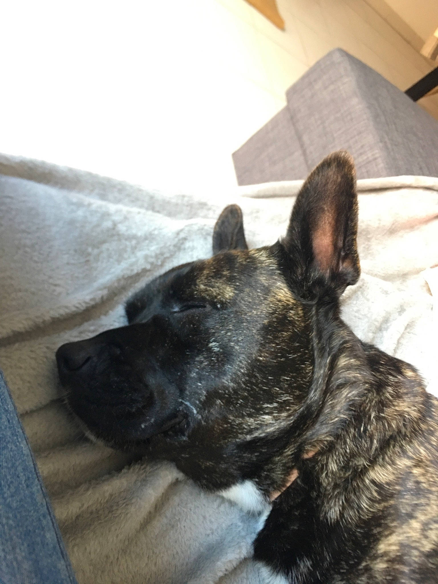 Nice participe au concours pour gagner de l'argent avec cette photo : canidae, carnivore, dog, dog_breed, dutch_shepherd_dog, ear, fawn, formosan_mountain_dog, french_bulldog, mammal, non_sporting_group, snout, vertebrate, whiskers