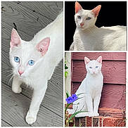 O. B. joined the competition — help win amazing prizes! white_cat, blue_eyes, cat, pet, animal, outdoor, flower, wooden_floor, red_wooden_wall, plant, nature, portrait, feline, sitting, walking, close_up, domestic_animal, whiskers, ears, fur