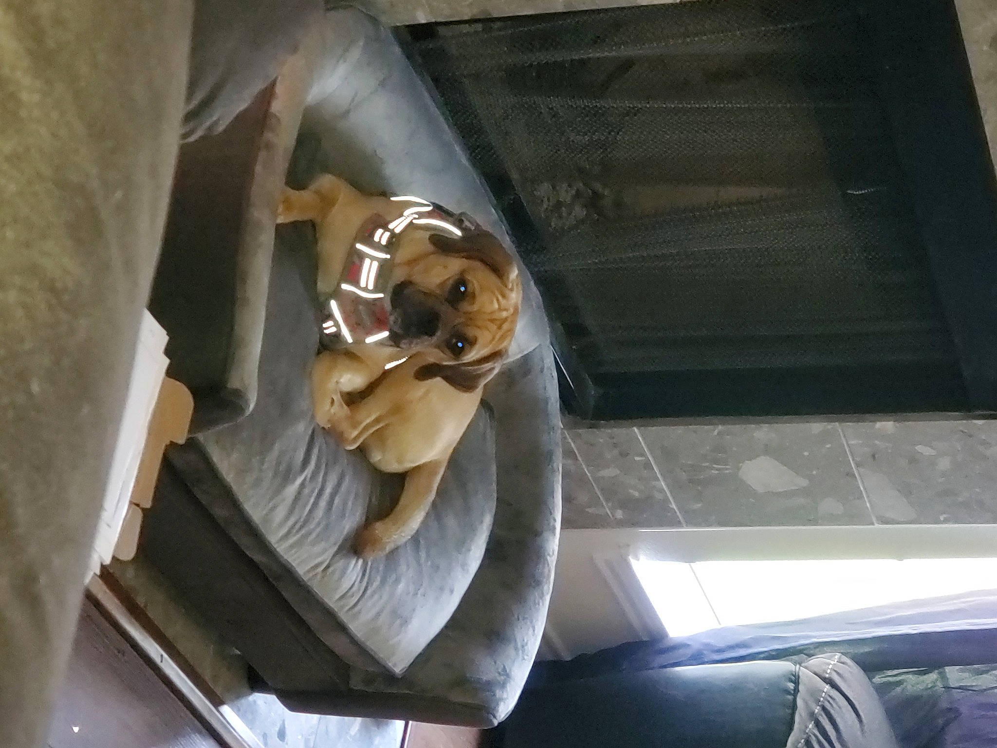 Boscoe is registered to the contest to win money with this photo: aircraft, art, auto_part, automotive_exterior, automotive_window_part, daylighting, door, door_handle, fawn, felidae, glass, metal, personal_protective_equipment, sculpture, sitting, tints_and_shades, vehicle_door, window, windshield, wood