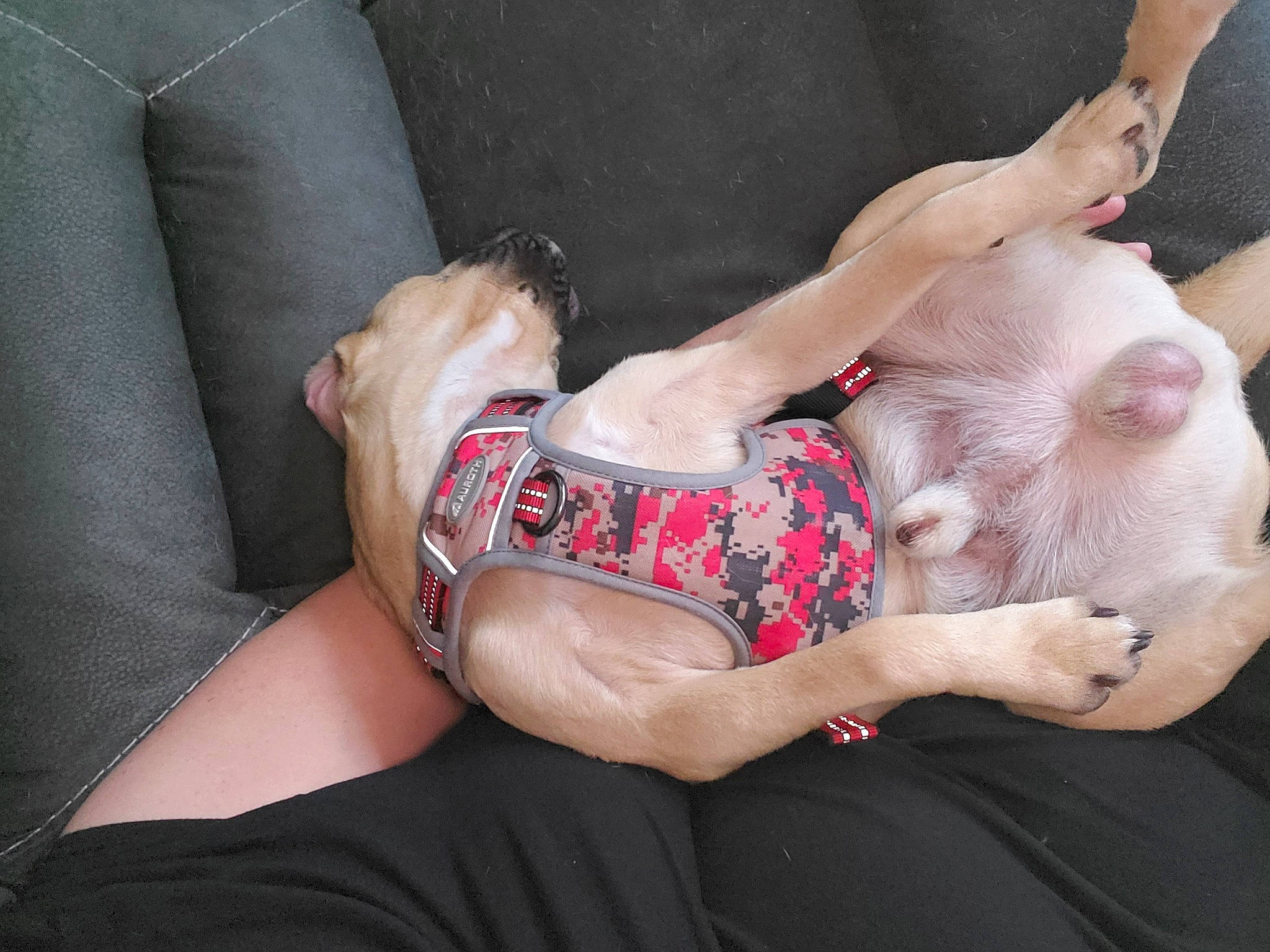 Boscoe joined the competition — help win amazing prizes! abdomen, barechested, carnivore, chest, comfort, companion_dog, couch, dog, dog_breed, elbow, fawn, flash_photography, foot, fun, human_leg, knee, lap, thigh, trunk, wrist