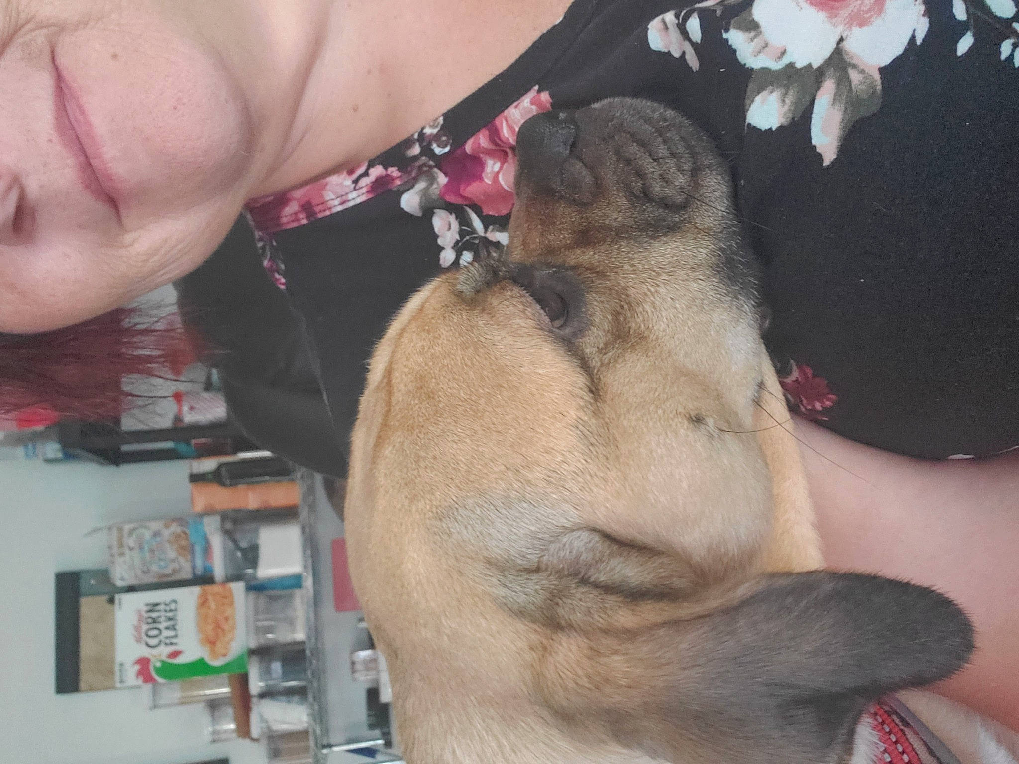 Boscoe joined the competition — help win amazing prizes! big_cats, chest, companion_dog, dog, dog_breed, ear, fawn, felidae, flesh, foot, fur, guard_dog, nail, paw, skin, snout, terrestrial_animal, whiskers, working_animal, wrinkle