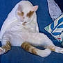 abyssinian, animal, bed, blanket, cat, clothing, couch, cushion, footwear, furniture, homedecor, indoors, kitten, manx, person, pet, shoe, siamese, sleeping, sneaker
