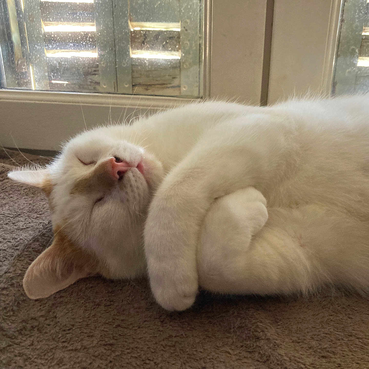 Nouille participe au concours pour gagner de l'argent avec cette photo : abyssinian, angora, animal, cat, couch, curtain, furniture, hardwood, homedecor, indoors, kitten, manx, person, pet, siamese, sleeping, window, windowshade, windowsill, wood