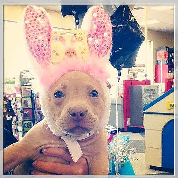 Nala