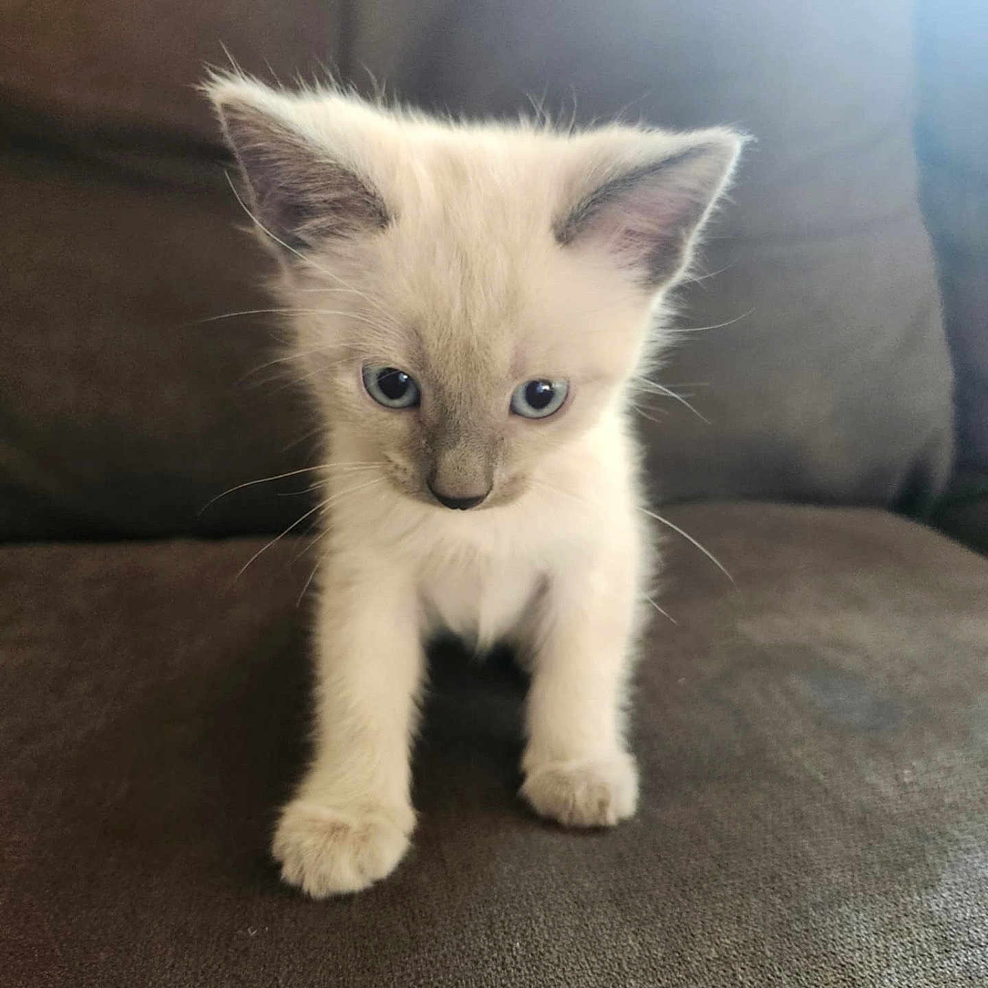 Lukka is registered to the contest to win money with this photo: angora, animal, cat, kitten, manx, pet, siamese