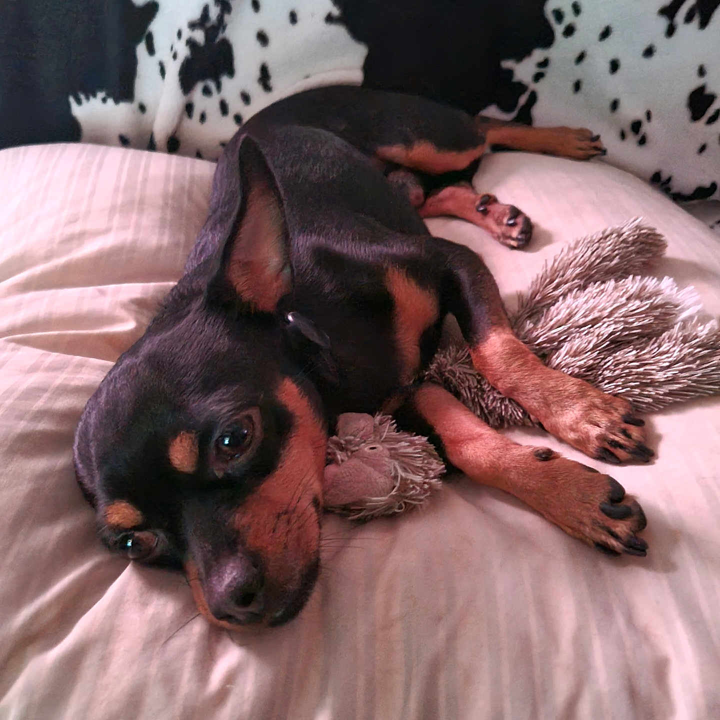 Caramel participe au concours pour gagner de l'argent avec cette photo : dog, dogs, puppy, black_and_tan, small_breed, sleeping, lying_down, upside_down, relaxed, bed, bedroom, blanket, pillow, stuffed_toy, shaggy_toy, indoor, cozy, pet, animal, portrait
