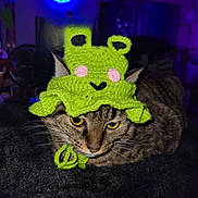 Max is registered to the contest to win money with this photo: cat, tabby_cat, knitted_hat, green_hat, pet, animal, indoor, resting, unimpressed, yellow_eyes, whiskers, feline, dark_background, purple_light, blue_light, bat_symbol, cozy, cute, funny_hat, portrait