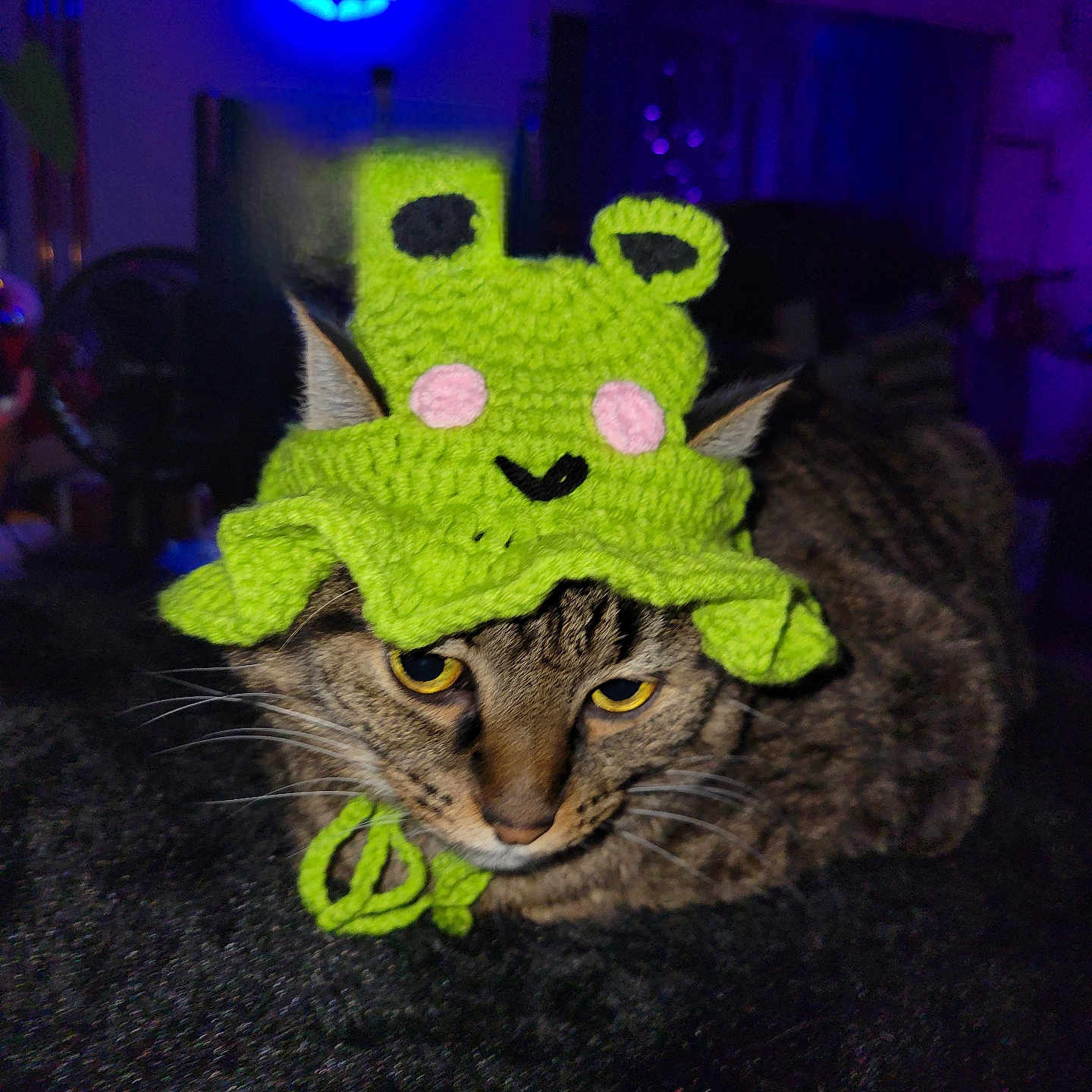 Max is registered to the contest to win money with this photo: animal, bat_symbol, blue_light, cat, cozy, cute, dark_background, feline, funny_hat, green_hat, indoor, knitted_hat, pet, portrait, purple_light, resting, tabby_cat, unimpressed, whiskers, yellow_eyes