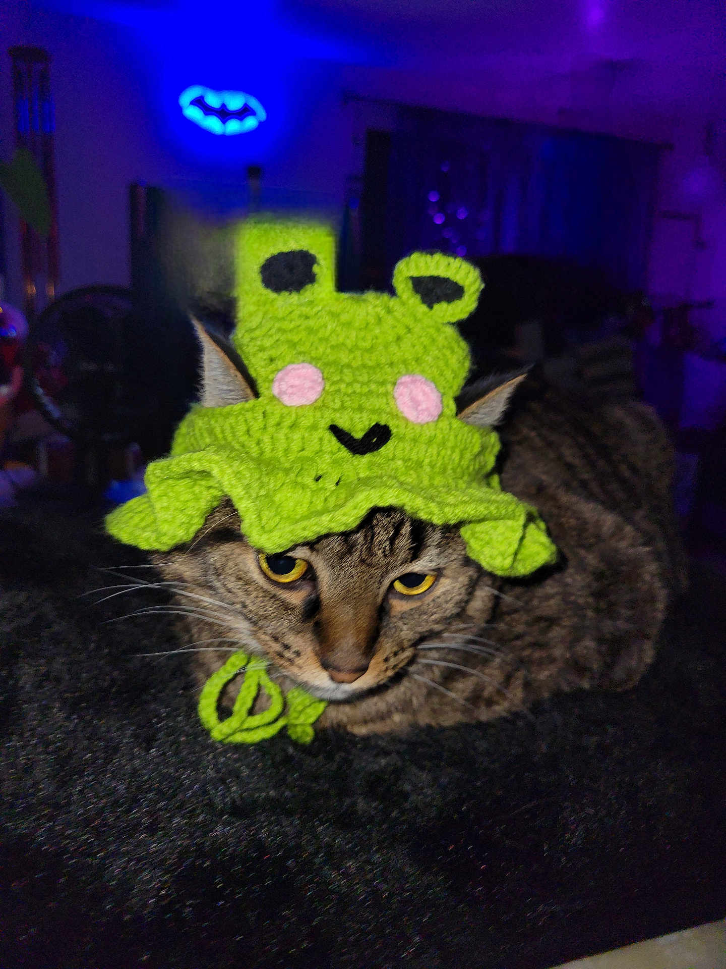 Max is registered to the contest to win money with this photo: cat, tabby_cat, knitted_hat, green_hat, pet, animal, indoor, resting, unimpressed, yellow_eyes, whiskers, feline, dark_background, purple_light, blue_light, bat_symbol, cozy, cute, funny_hat, portrait