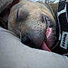 Ako participe au concours pour gagner de l'argent avec cette photo : dog, sleeping, yawning, tongue, harness, pet, animal, close_up, portrait, indoors, blanket, couch, snuggling, relaxed, brown_fur, short_hair, muzzle, whiskers, comfort, home