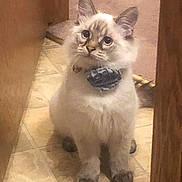 Raisin is registered to the contest to win money with this photo: asian, asian_semi_longhair, balinese, birman, carnivore, cat, domestic_long_haired_cat, fawn, felidae, himalayan, kitten, mammal, ojos_azules, ragdoll, siamese, small_to_medium_sized_cats, thai, tonkinese, vertebrate, whiskers