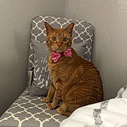 Oscar is registered to the contest to win money with this photo: abyssinian, asian, bed, carnivore, cat, chausie, domestic_short_haired_cat, european_shorthair, fawn, felidae, fur, german_rex, kitten, mammal, ocicat, room, small_to_medium_sized_cats, tabby_cat, vertebrate, whiskers