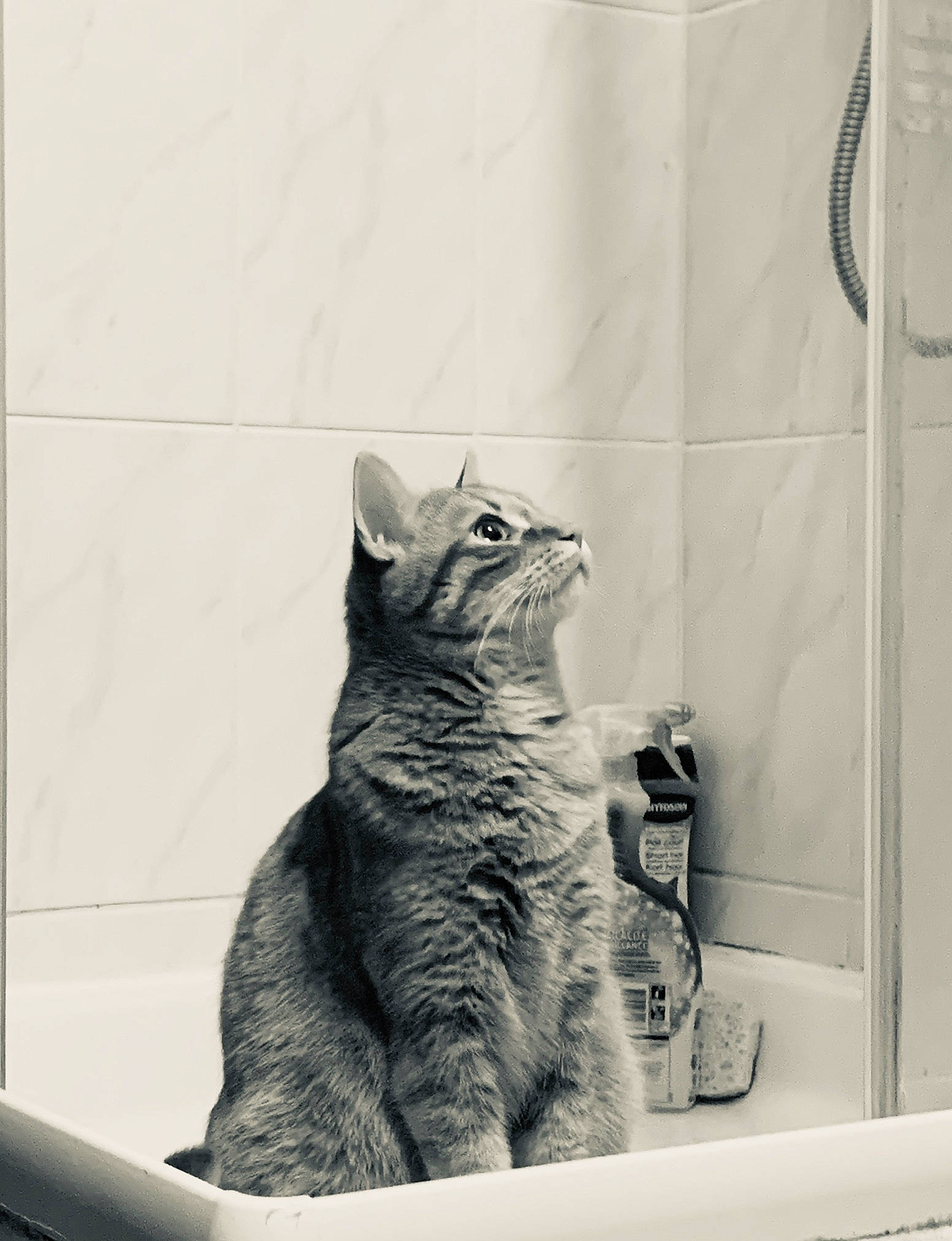 Neïko a rejoint le concours — aidez-le/la à gagner de superbes lots ! art, black_and_white, black_cat, carnivore, cat, domestic_short_haired_cat, door, eye, felidae, fur, grey, monochrome, monochrome_photography, paw, room, small_to_medium_sized_cats, snout, tail, whiskers, window