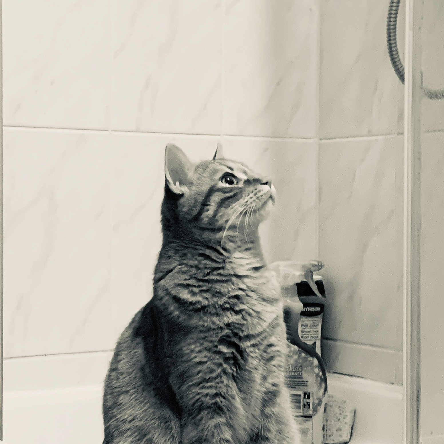Neïko