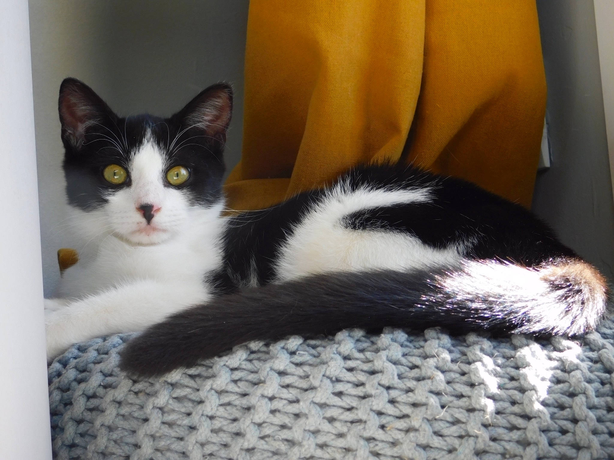 Kitkat a rejoint le concours — aidez-le/la à gagner de superbes lots ! carnivore, cat, claw, comfort, couch, domestic_short_haired_cat, felidae, fur, paw, room, small_to_medium_sized_cats, snout, tail, whiskers, wood