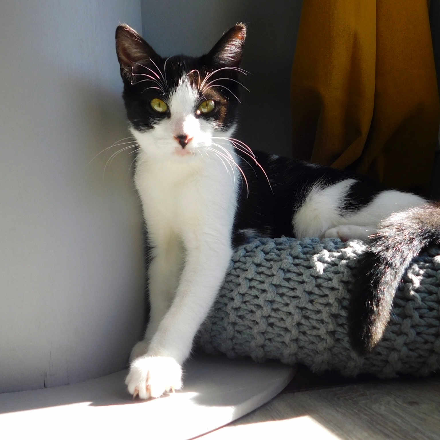 Kitkat