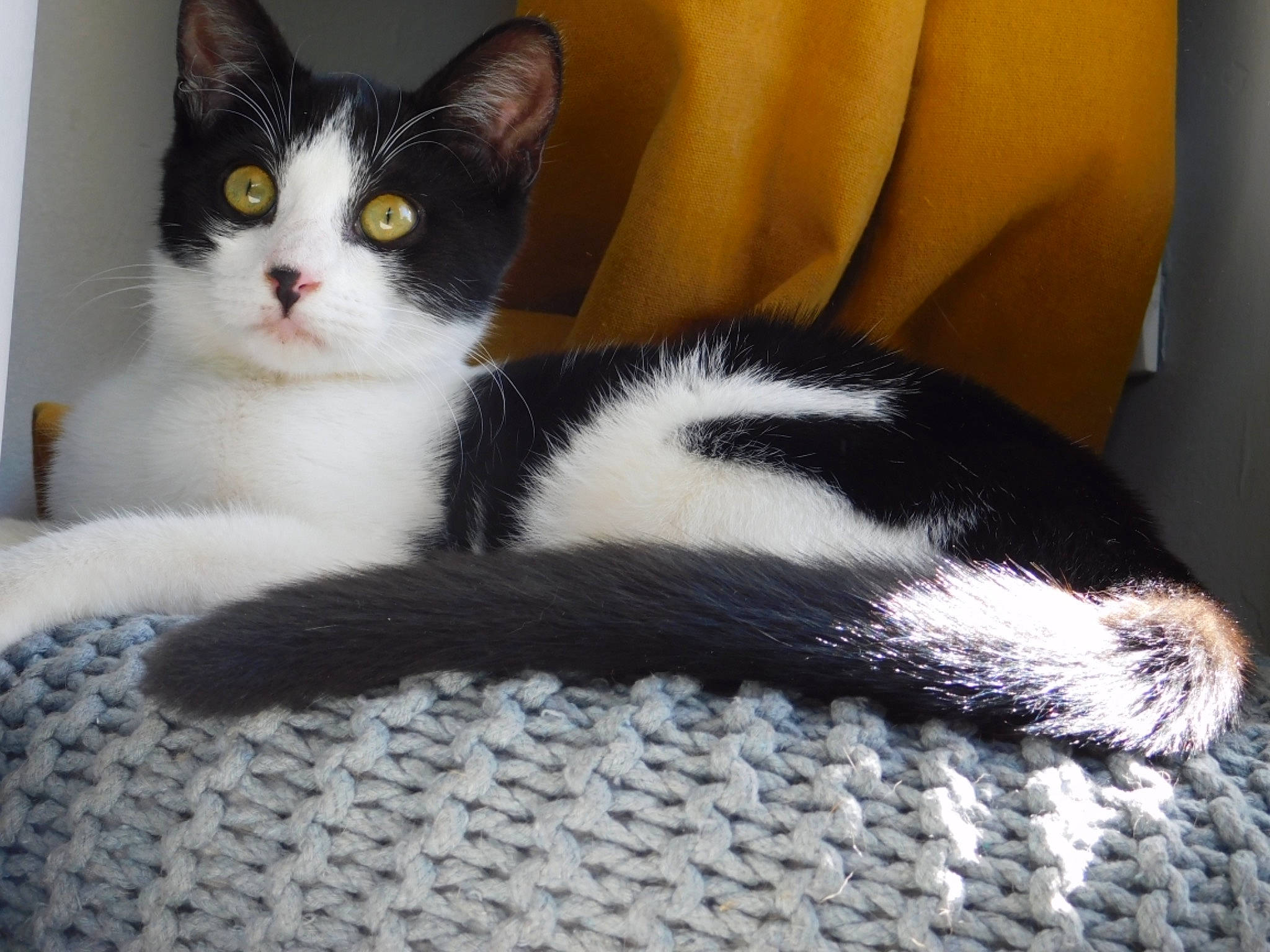 Kitkat participe au concours pour gagner de l'argent avec cette photo : carnivore, cat, claw, comfort, domestic_short_haired_cat, felidae, fur, human_leg, nap, paw, sitting, small_to_medium_sized_cats, snout, tail, terrestrial_animal, whiskers, wood