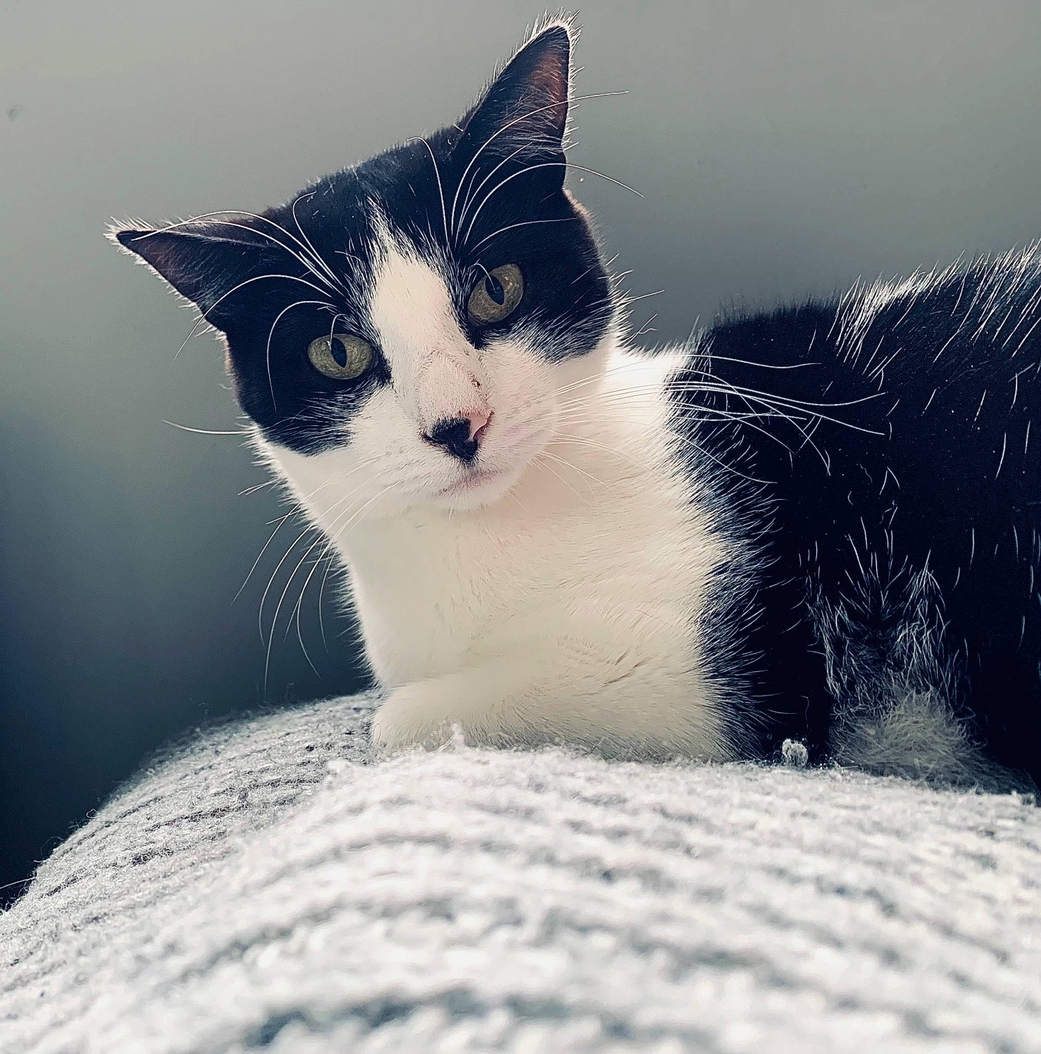 Kitkat participe au concours pour gagner de l'argent avec cette photo : carnivore, cat, domestic_short_haired_cat, eye, felidae, foot, fur, grey, leg, monochrome_photography, paw, plant, sitting, sky, small_to_medium_sized_cats, snout, stock_photography, tail, tree, whiskers