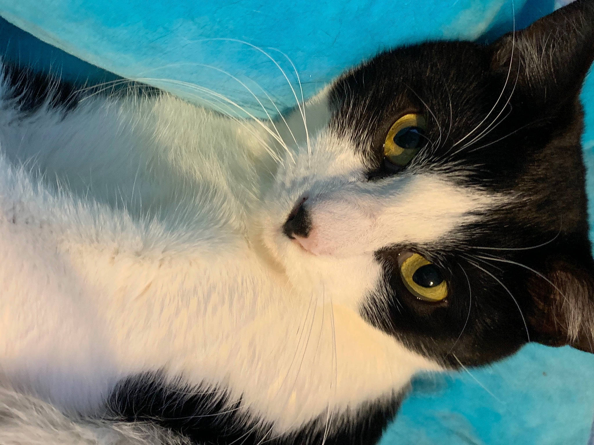 Kitkat a rejoint le concours — aidez-le/la à gagner de superbes lots ! carnivore, cat, claw, close_up, cloud, domestic_short_haired_cat, electric_blue, eye, felidae, fur, meteorological_phenomenon, paw, photo_caption, plant, sky, small_to_medium_sized_cats, tail, tree, whiskers, window