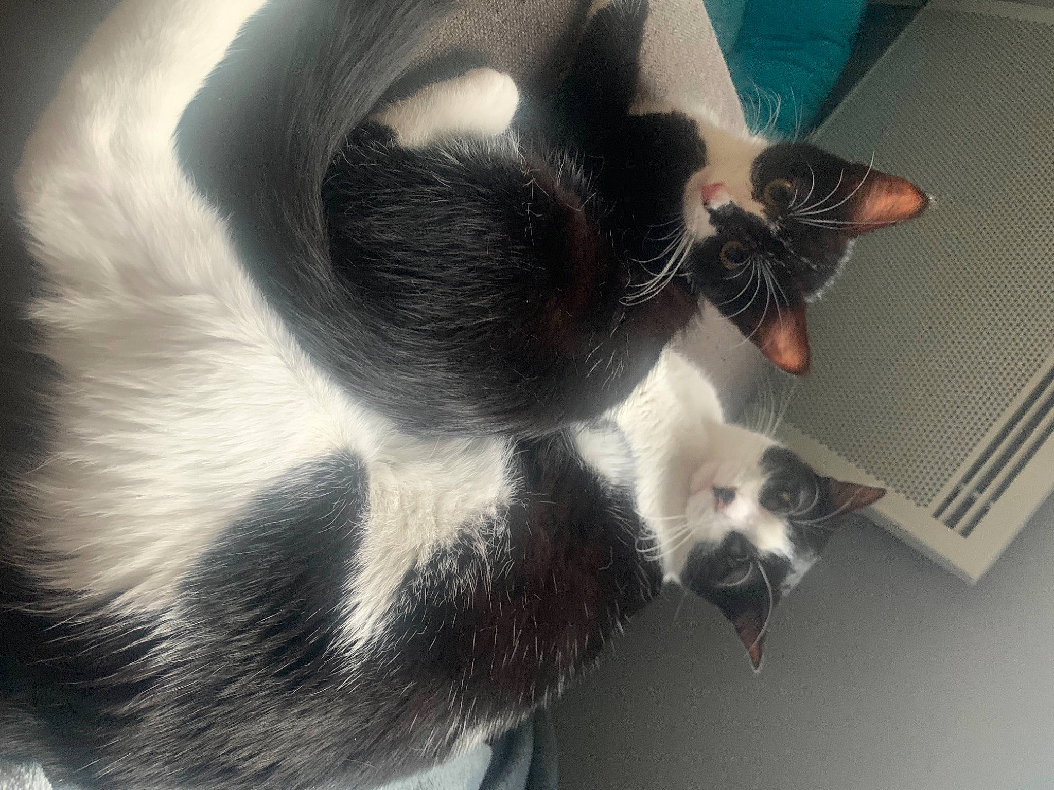 Rajah a rejoint le concours — aidez-le/la à gagner de superbes lots ! carnivore, cat, claw, comfort, dog_breed, domestic_short_haired_cat, ear, eyewear, felidae, fur, monochrome, monochrome_photography, paw, plant, shadow, small_to_medium_sized_cats, snout, tail, whiskers