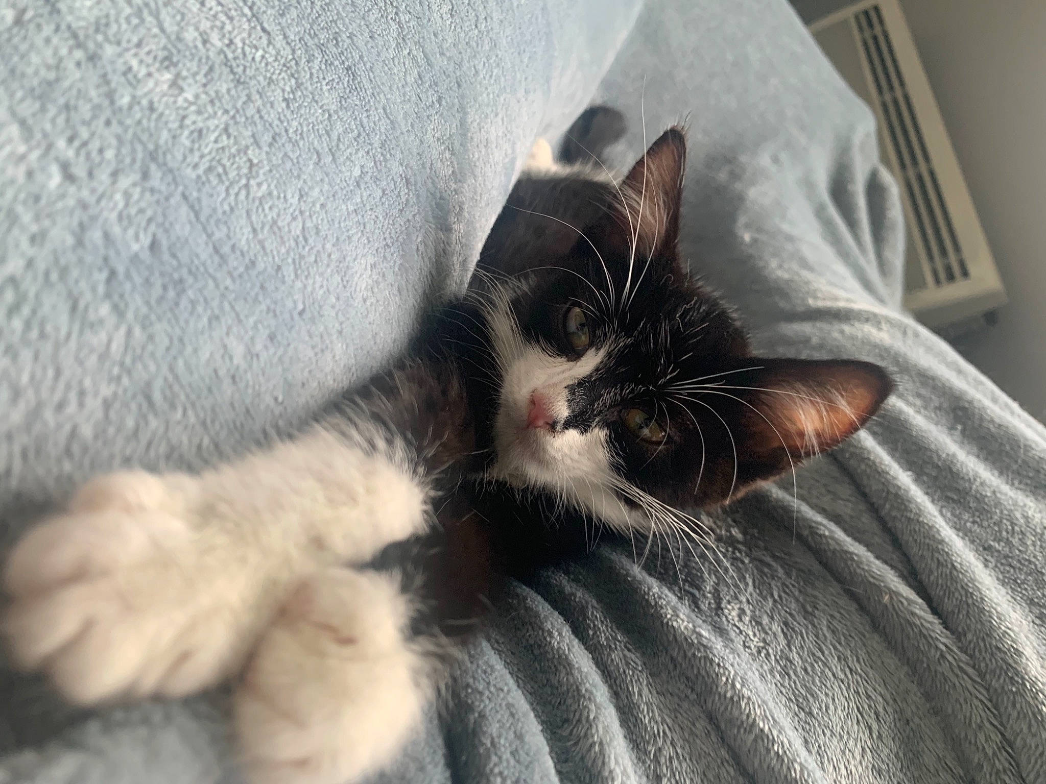 Rajah participe au concours pour gagner de l'argent avec cette photo : black_cat, carnivore, cat, claw, comfort, domestic_short_haired_cat, eye, felidae, foot, fur, grey, human_leg, linens, nap, paw, picture_frame, small_to_medium_sized_cats, snout, tail, whiskers