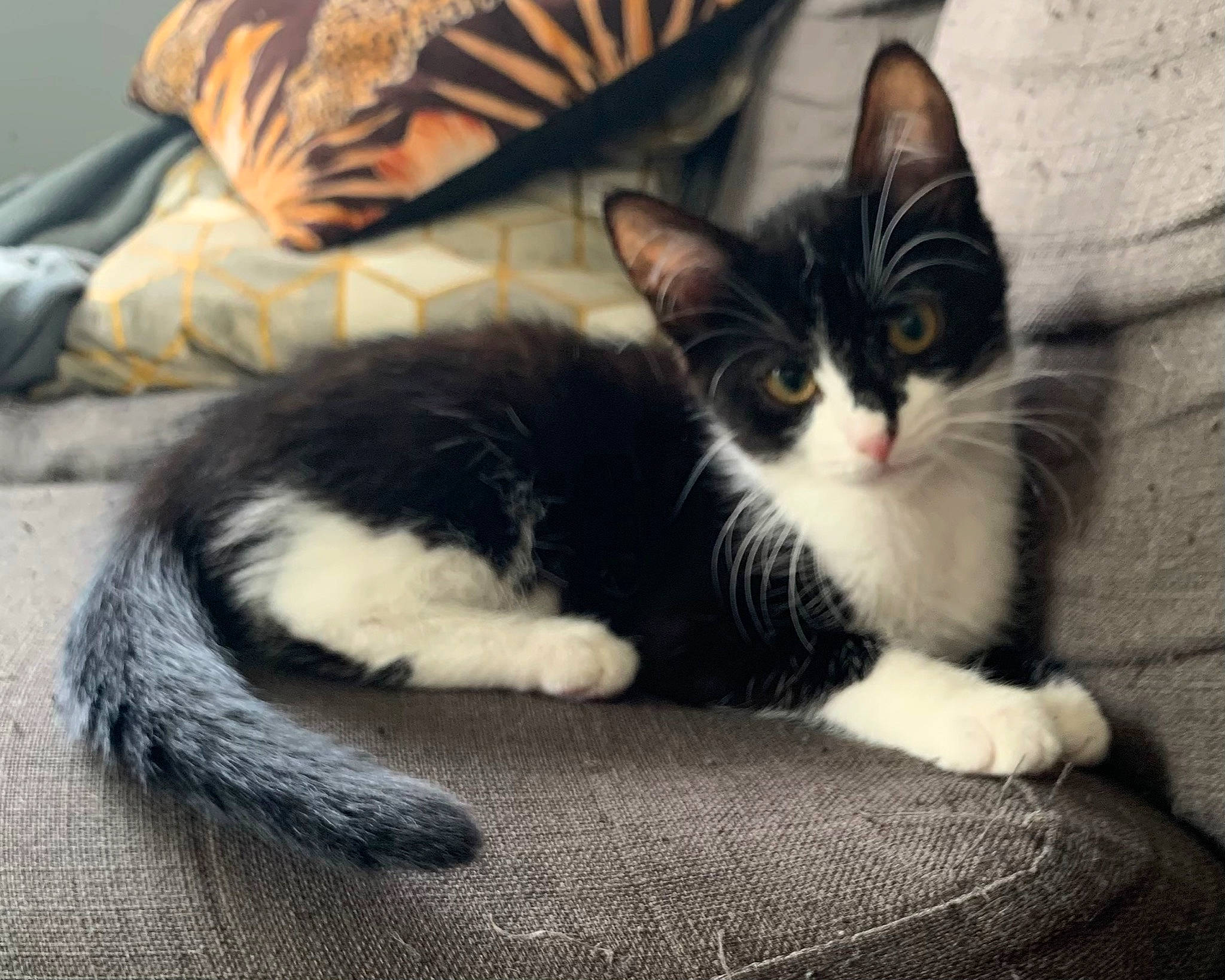 Rajah participe au concours pour gagner de l'argent avec cette photo : bored, carnivore, cat, cat_supply, claw, comfort, domestic_short_haired_cat, felidae, fur, grey, monochrome_photography, paw, sitting, small_to_medium_sized_cats, snout, tail, whiskers