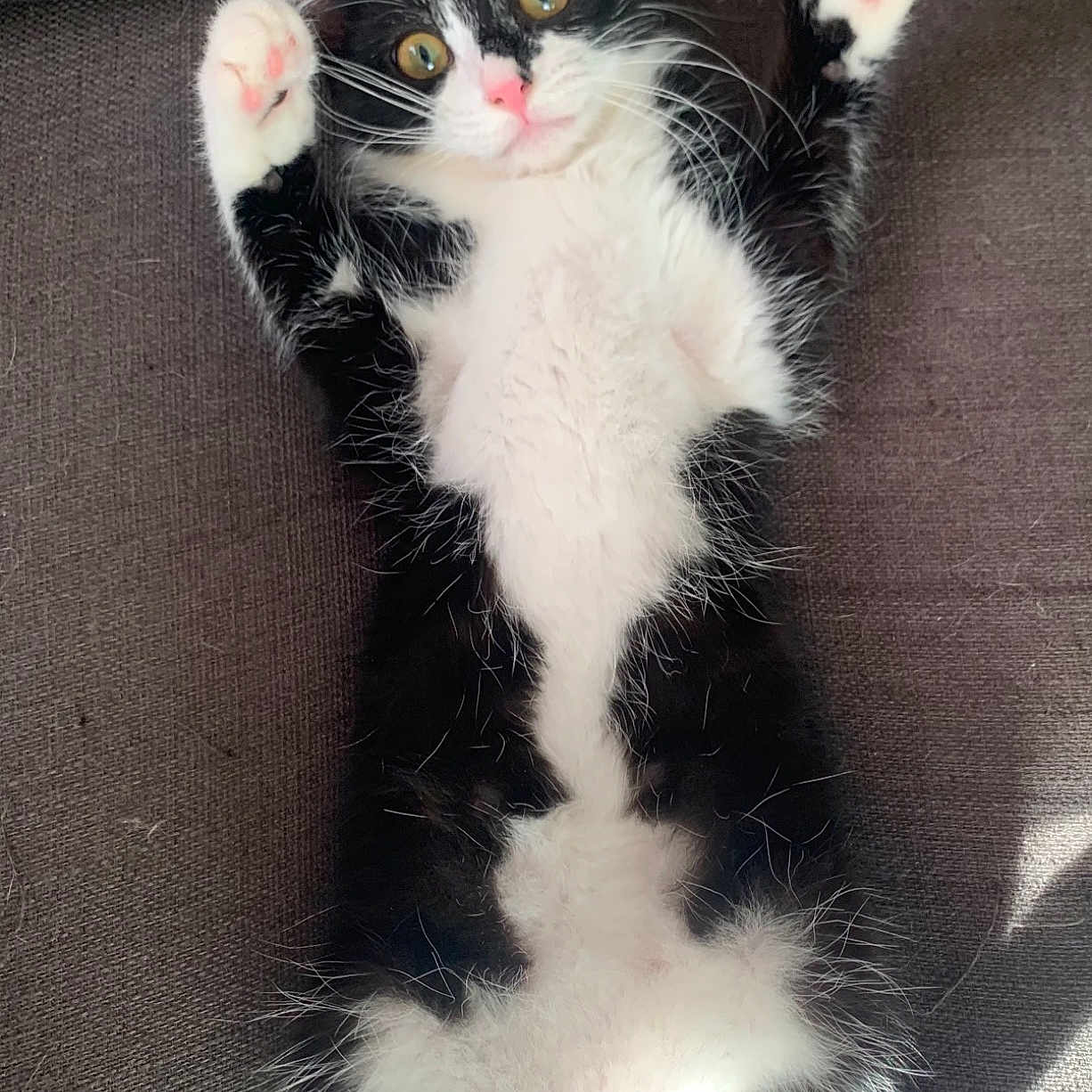 Rajah