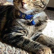 Beans joined the competition — help win amazing prizes! animal, bell, carpet, cat, closeup, collar, cute, domestic, ears, eyes, feline, fur, indoor, kitten, paws, pet, resting, sunlight, tabby, whiskers