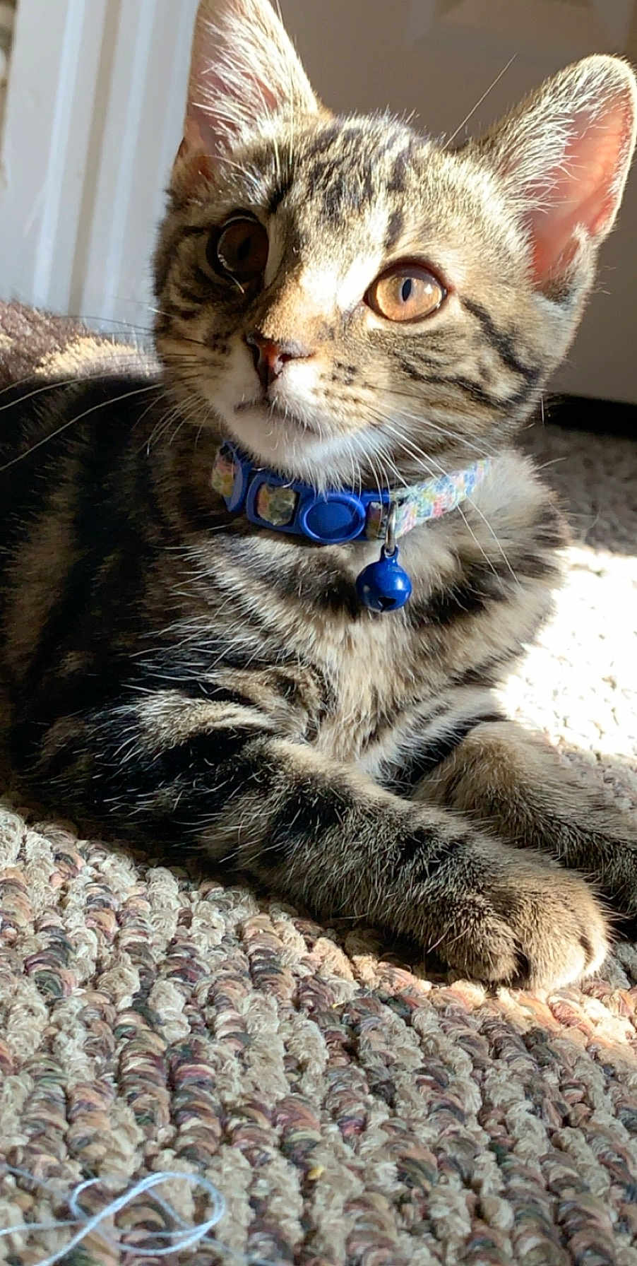Beans