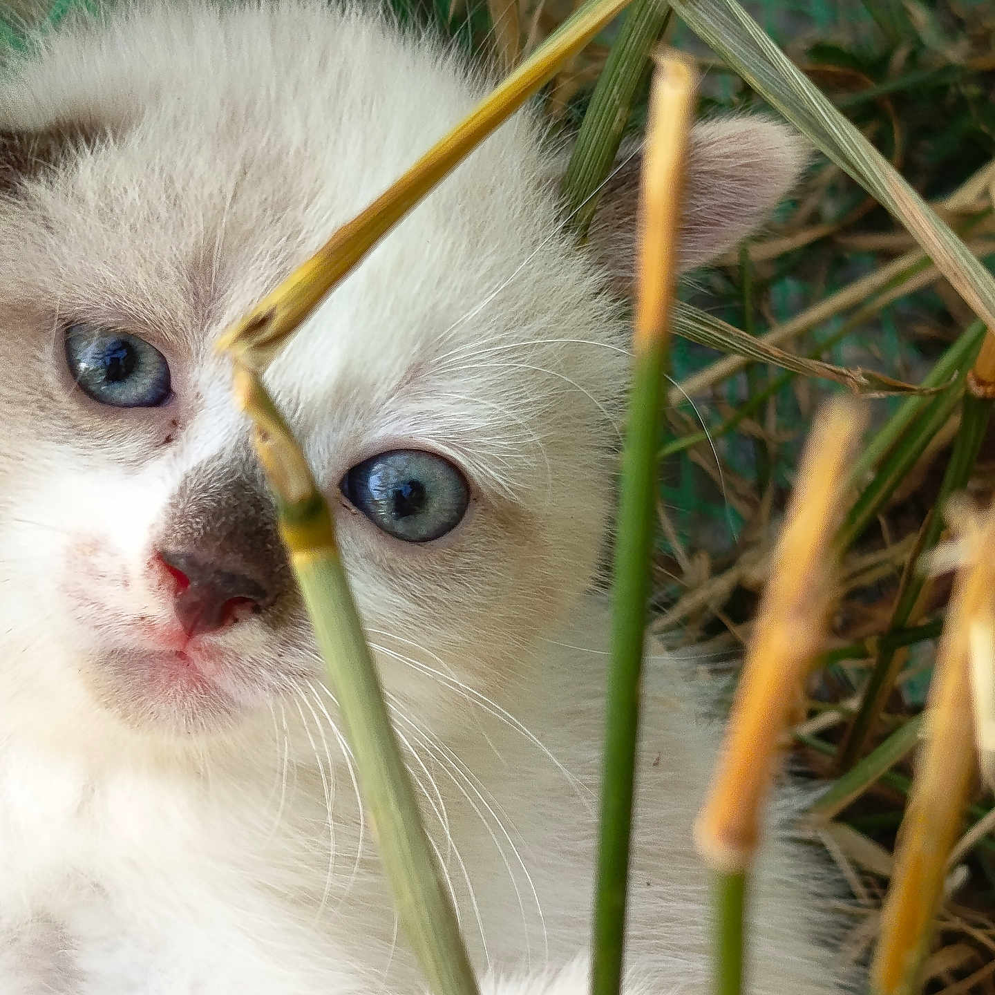 Brume Des Loges participe au concours pour gagner de l'argent avec cette photo : animal, blue_eyes, cat, close_up, curious, cute, exploring, face, feline, grass, kitten, nature, outdoor, paw, pet, plants, soft_fur, whiskers, white_fur, young