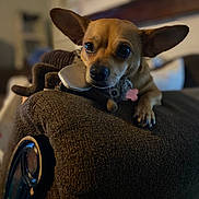 Daisy is registered to the contest to win money with this photo: dog, small_dog, brown_dog, plush_toy, couch, armrest, indoor, pet, canine, ears, toy, resting, closeup, cozy, home, furniture, animal, cute, companion, relaxed