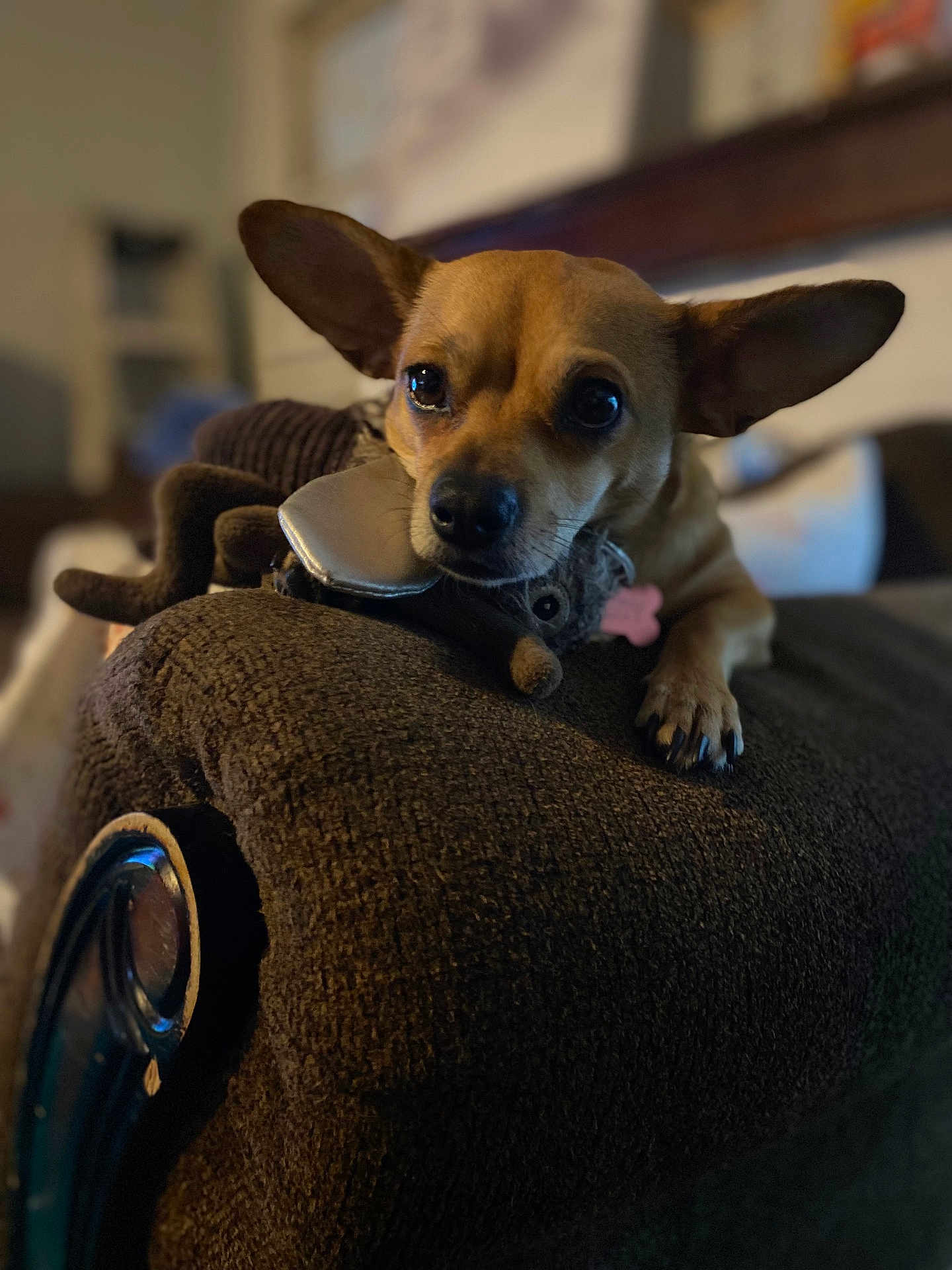 Daisy