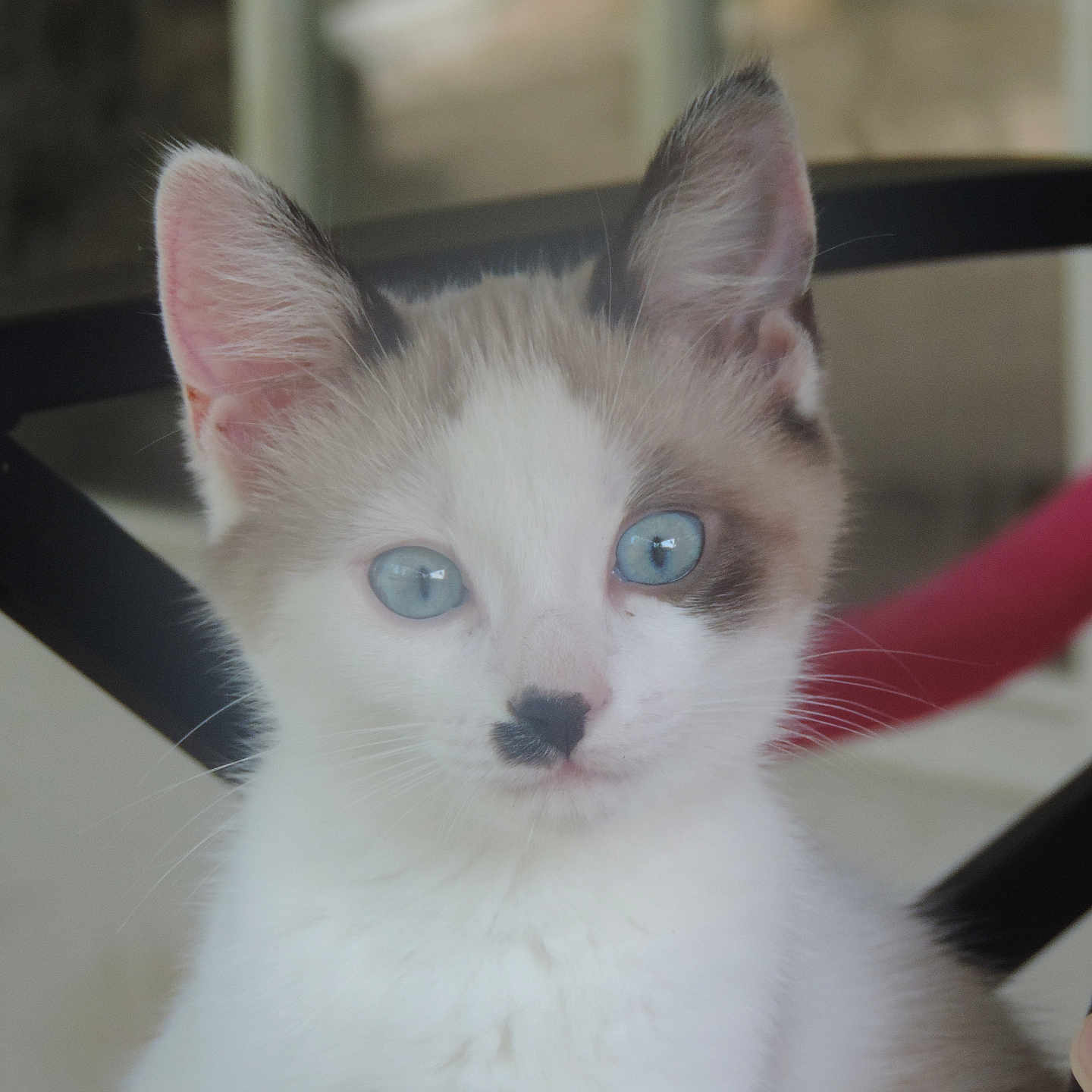 Stormie
