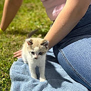 Stormie is registered to the contest to win money with this photo: kitten, cat, towel, grass, person, jeans, pink_top, outdoor, sunlight, pet, cute, animal, young, small, feline, nature, relaxing, daylight, curious, soft