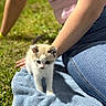 kitten, cat, towel, grass, person, jeans, pink_top, outdoor, sunlight, pet, cute, animal, young, small, feline, nature, relaxing, daylight, curious, soft