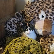 Tiny is registered to the contest to win money with this photo: cat, calico_cat, stuffed_animal, leopard_print, blanket, knitted_blanket, cozy, feline, indoor, wooden_wall, plush, cute, pet, animal, companion, resting, soft_toys, patterned, yellow, brown