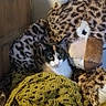 cat, calico_cat, stuffed_animal, leopard_print, blanket, knitted_blanket, cozy, feline, indoor, wooden_wall, plush, cute, pet, animal, companion, resting, soft_toys, patterned, yellow, brown