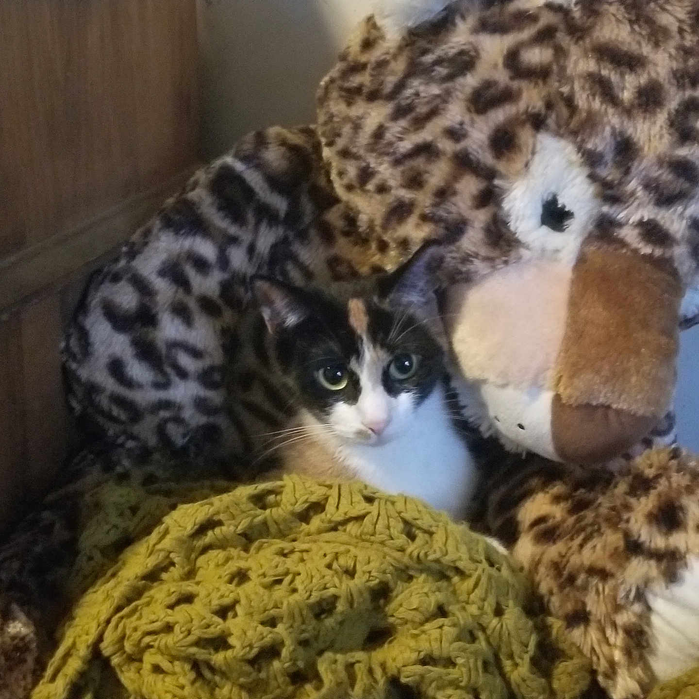 Tiny is registered to the contest to win money with this photo: cat, calico_cat, stuffed_animal, leopard_print, blanket, knitted_blanket, cozy, feline, indoor, wooden_wall, plush, cute, pet, animal, companion, resting, soft_toys, patterned, yellow, brown