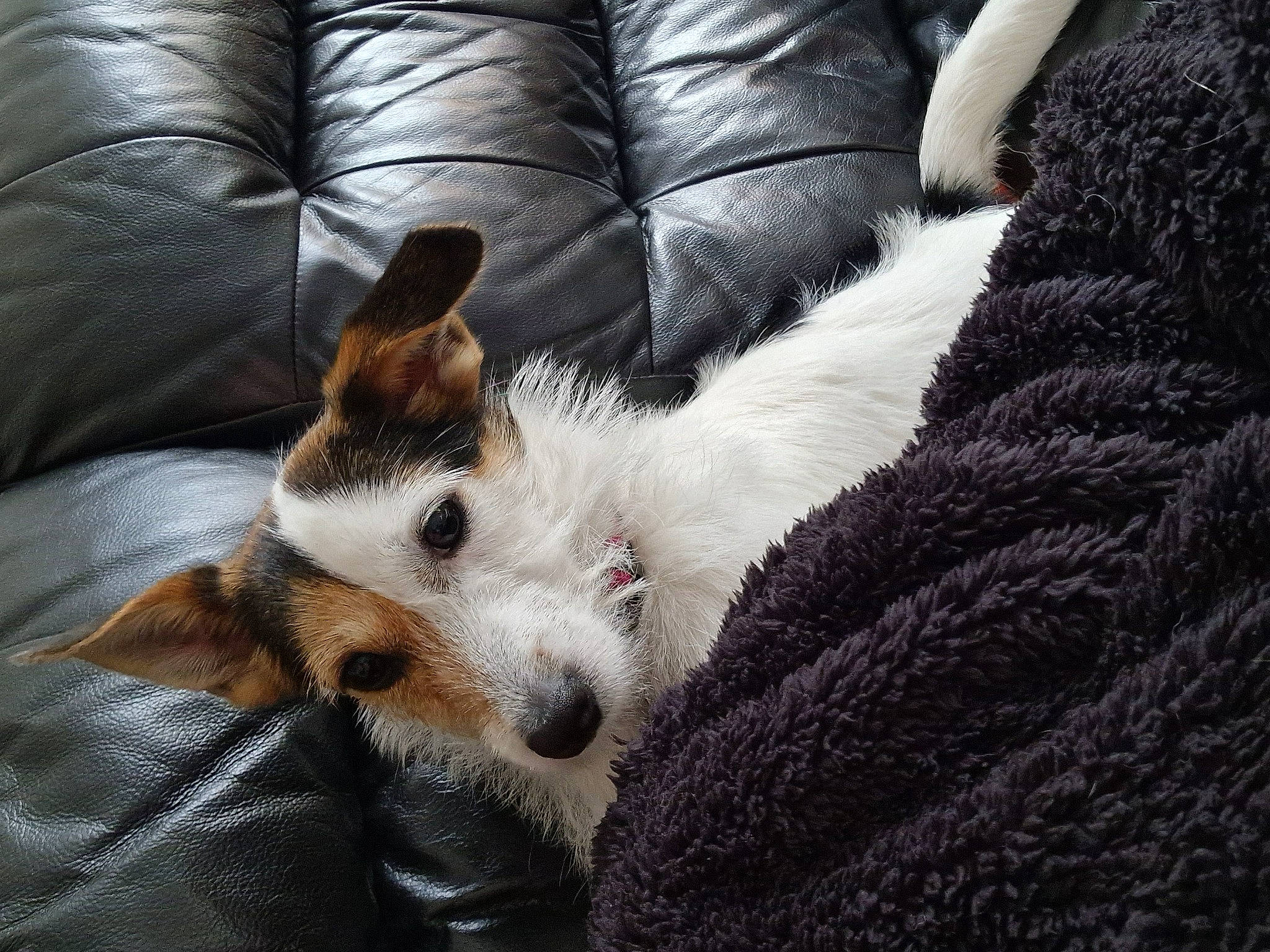 Gidget joined the competition — help win amazing prizes! canidae, carnivore, comfort, companion_dog, couch, dog, dog_breed, fawn, felidae, fur, linens, nap, paw, small_to_medium_sized_cats, snout, sporting_group, terrestrial_animal, terrier, whiskers, working_animal