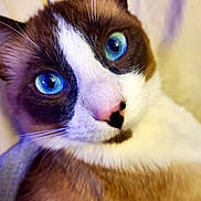Bandit joined the competition — help win amazing prizes! cat, close_up, blue_eyes, fur, whiskers, pink_nose, brown_fur, white_fur, pet, animal, cute, indoor, portrait, face, whisker, feline, looking, soft_background, curious, mammal