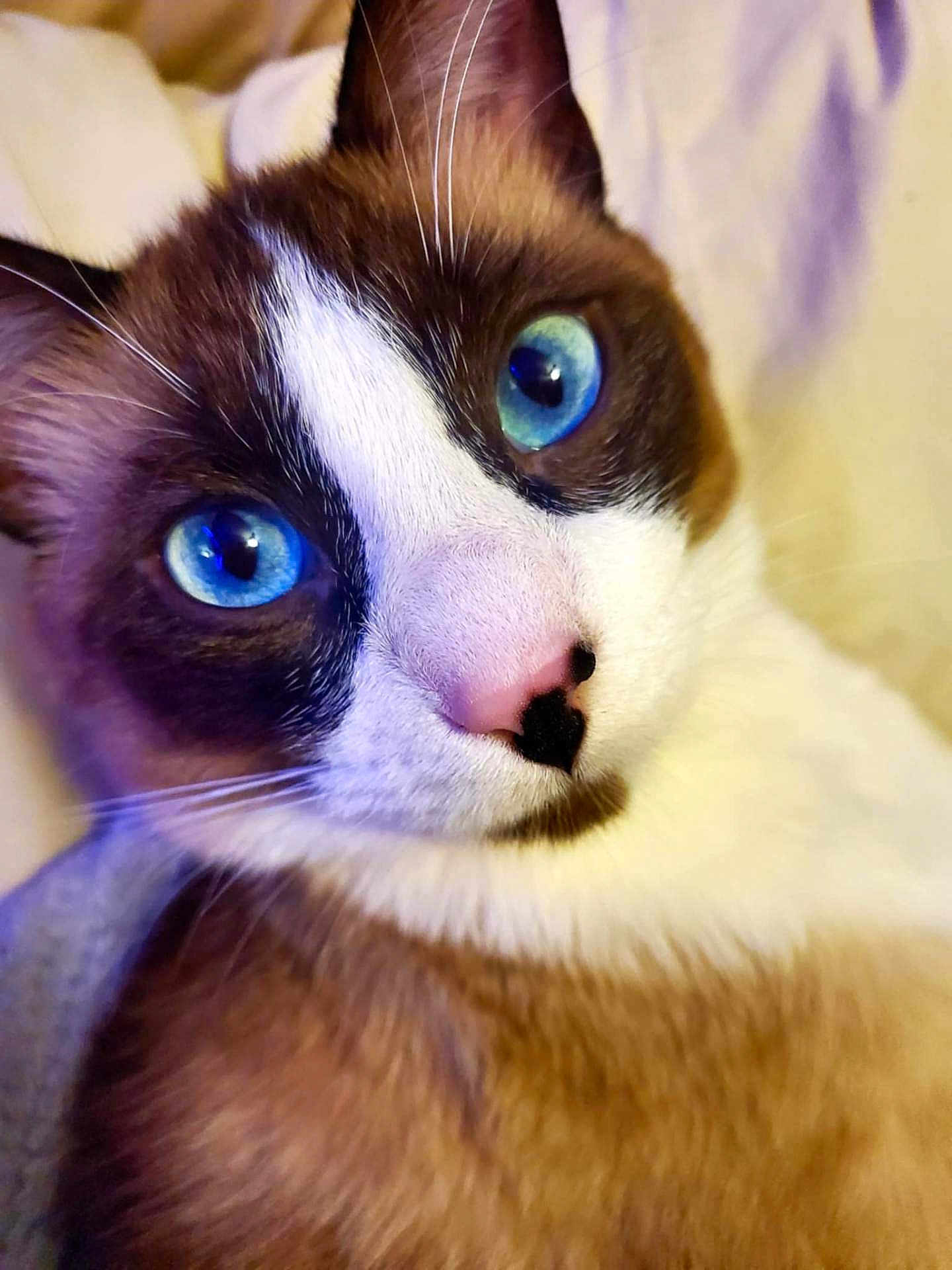 Bandit