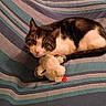 blue, cat, claws, cozy, curious, cute, ears, feline, fur, indoor, pet, purple, resting, striped_blanket, stuffed_animal, tabby, tail, toy, whiskers, white_fur