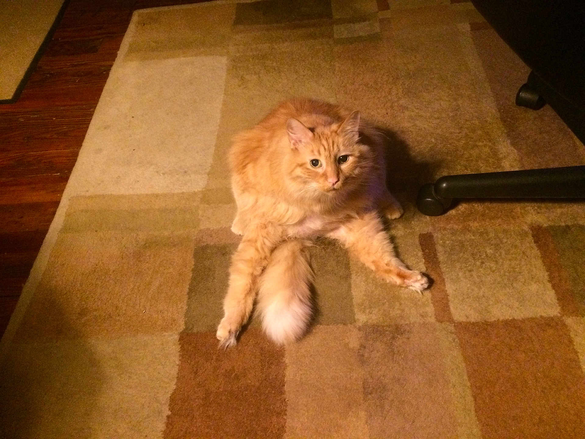 Tiger joined the competition — help win amazing prizes! cat, orange_cat, fluffy, carpet, patchwork_carpet, floor, indoor, pet, animal, feline, tail, paw, chair_wheel, wood_floor, curious, relaxed, home, domestic, cute, looking