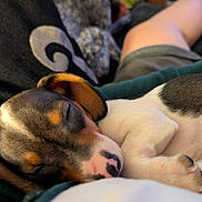 Daisy is registered to the contest to win money with this photo: puppy, sleeping, dog, close_up, fur, brown, white, black, nose, paw, blanket, cozy, relaxing, cute, domestic_animal, pet, indoor, resting, young_dog, animal