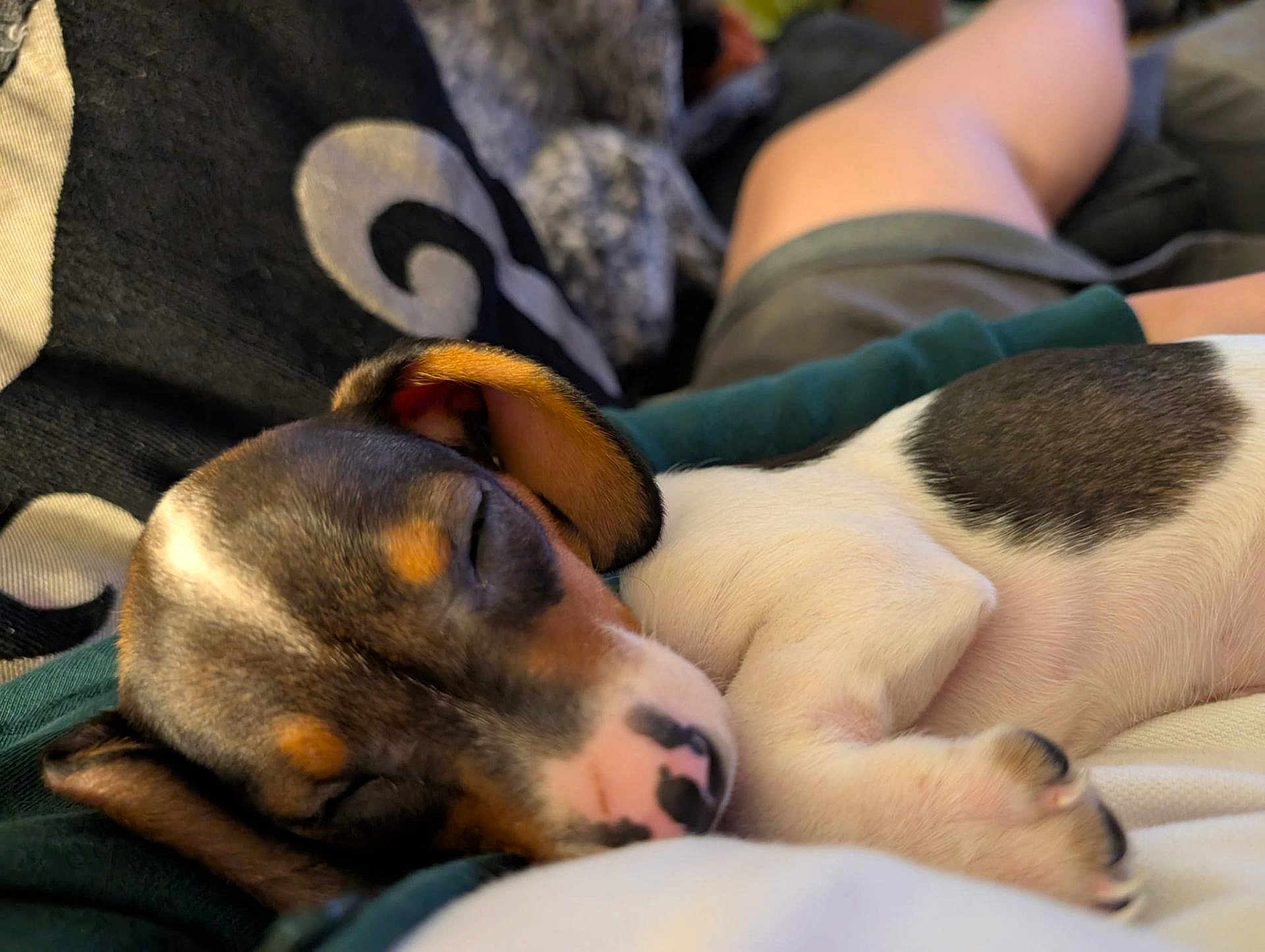 Daisy