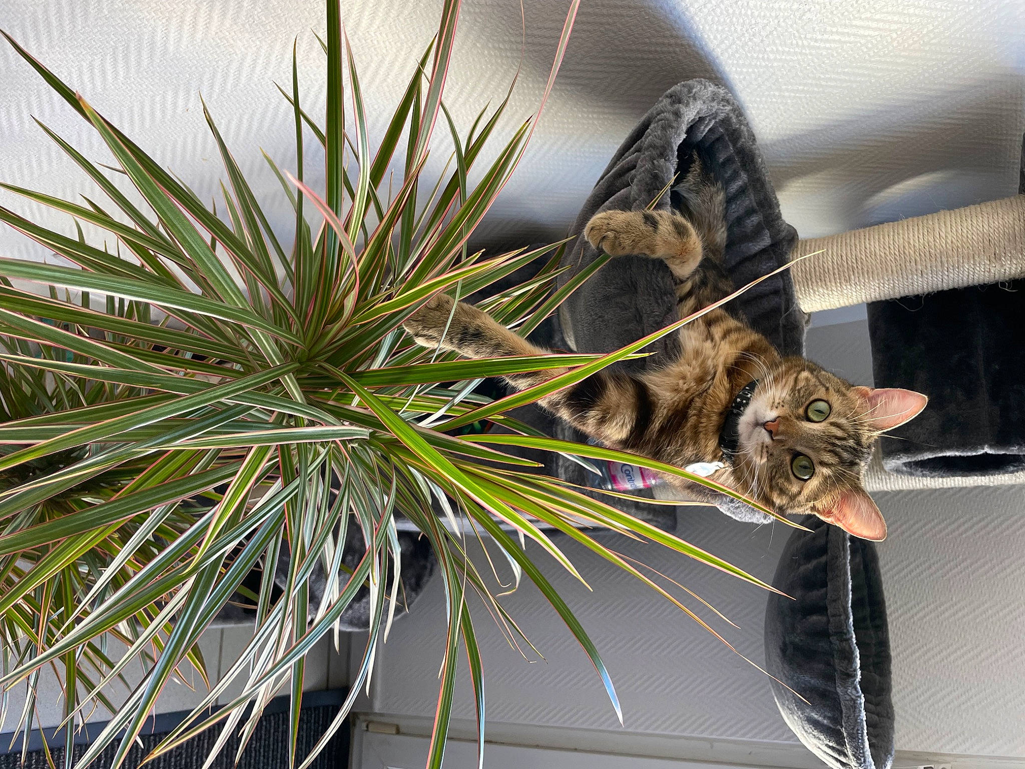 Milo participe au concours pour gagner de l'argent avec cette photo : arecales, carnivore, cat, comfort, conifer, domestic_short_haired_cat, evergreen, felidae, flowerpot, fur, grass, houseplant, pine, plant, small_to_medium_sized_cats, tail, terrestrial_plant, tree, twig, whiskers