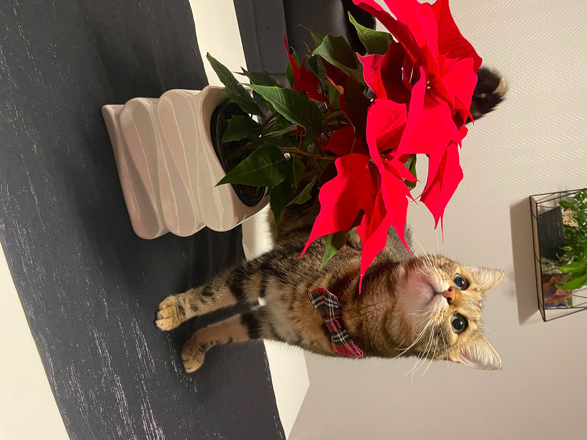 Milo a rejoint le concours — aidez-le/la à gagner de superbes lots ! art, artificial_flower, carmine, creative_arts, cut_flowers, floral_design, floristry, flower, flower_arranging, flowerpot, houseplant, natural_material, petal, plant, poinsettia, room, rose, tree, twig, window