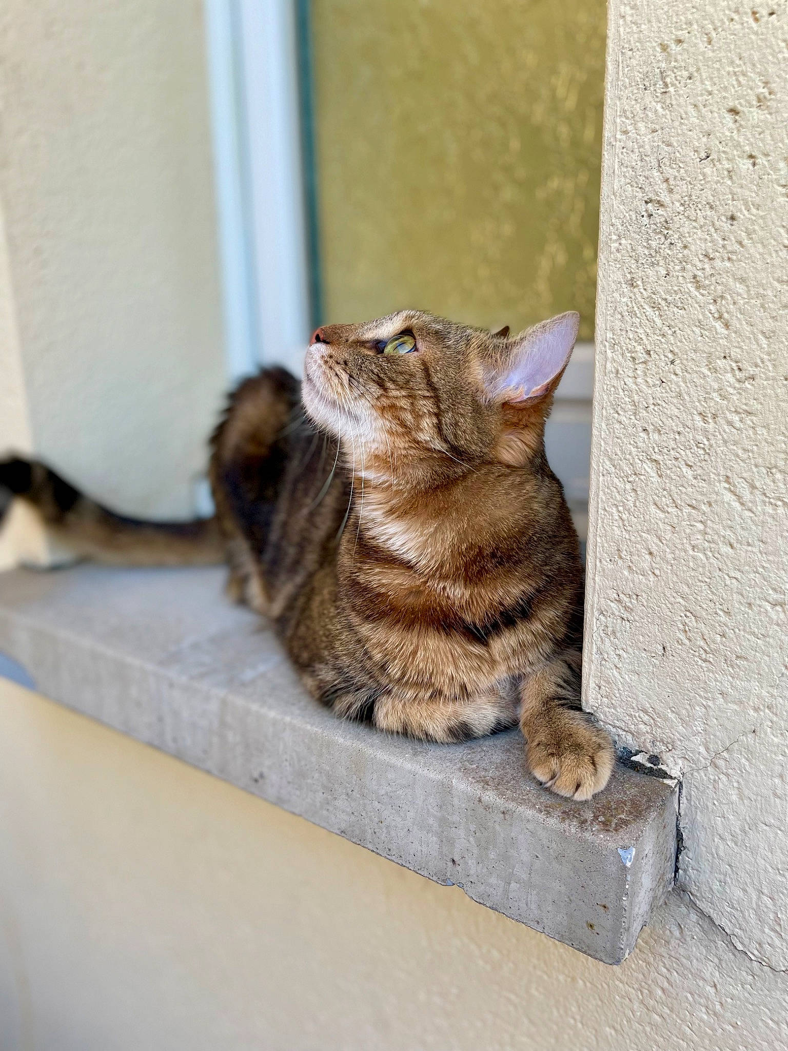 Milo participe au concours pour gagner de l'argent avec cette photo : art, carnivore, cat, claw, domestic_short_haired_cat, fawn, felidae, flooring, fur, grey, paw, plant, sitting, small_to_medium_sized_cats, tail, terrestrial_animal, tree, whiskers, window, wood