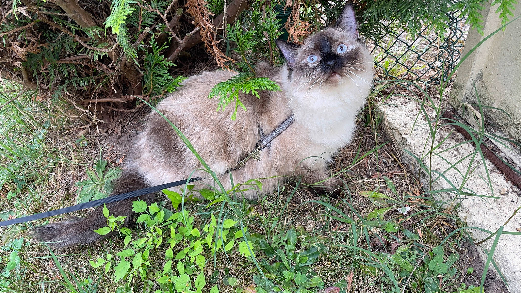 Louna participe au concours pour gagner de l'argent avec cette photo : balinese, birman, carnivore, cat, domestic_short_haired_cat, fawn, felidae, fur, grass, groundcover, plant, siamese, small_to_medium_sized_cats, tail, terrestrial_animal, thai, tonkinese, whiskers, wildlife